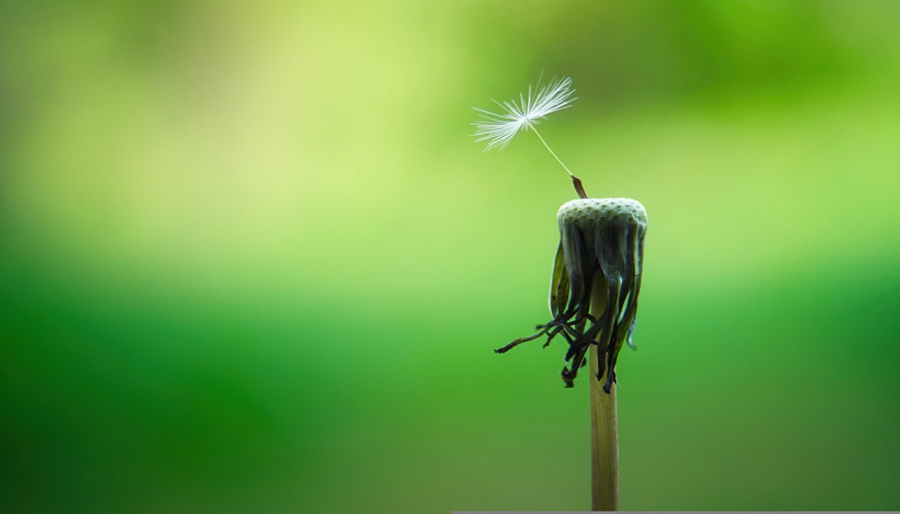 Bild von Joe auf Pixabay_web.jpg